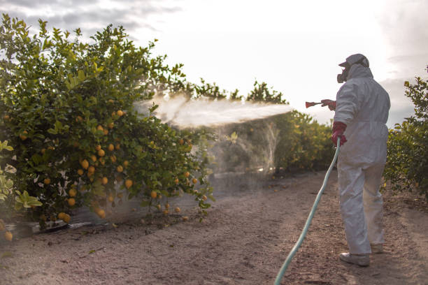 Best Insect Control  in Horatio, AR